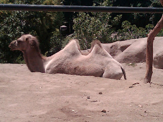 camel