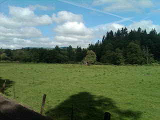 blue sky green field