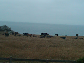 cows on coast