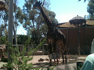 giraffe