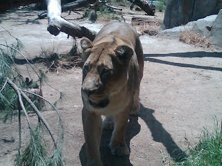 lion