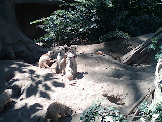 meerkats