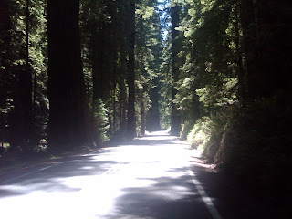 redwoods