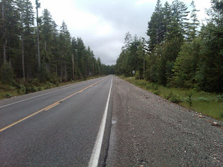 straight road lined with pines