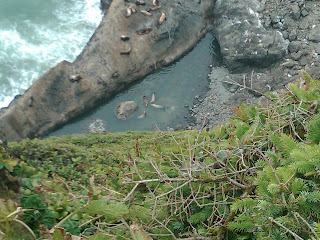 sea lions