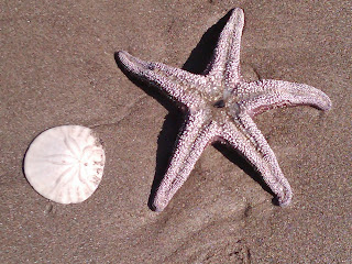 starfish and sand dollar