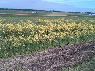 wildflowers