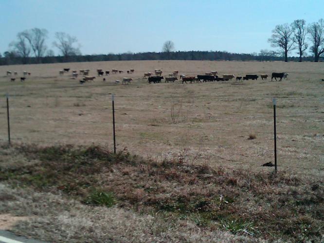 So its kind of hard to tell, but these cows are all running. It seems that sometimes, they get frightened by a biker, and start running. And once one cow does, they all seem to start. Its the weirdest thing. Started noticing this in florida, but never this many.