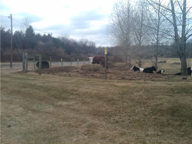 That brown bull was layin' down as I rode up. I think he stood up to protect all his lady friends layin' on the side there.