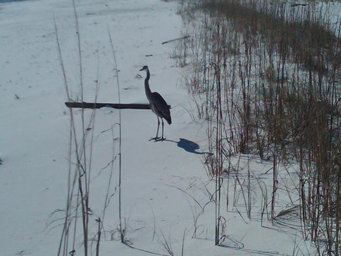 Heron?