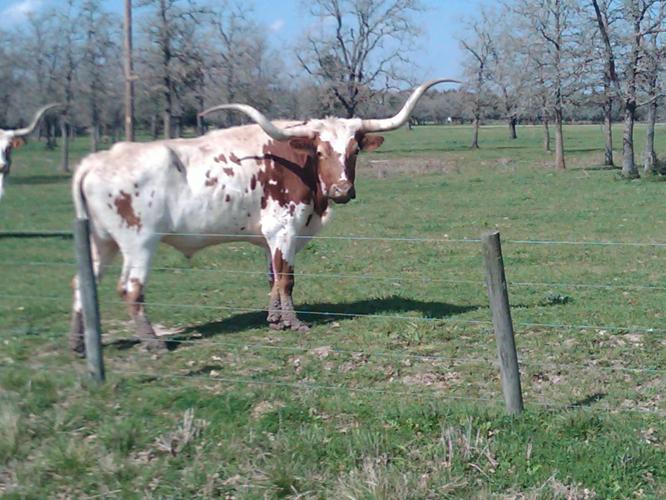 Texas longhorns!