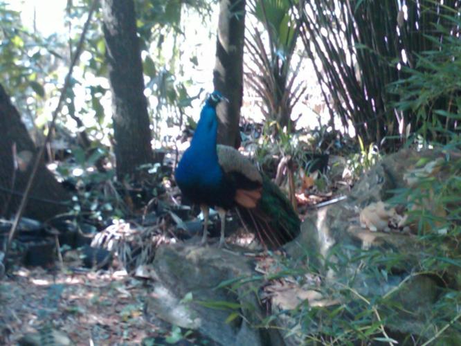 He also had peacocks runnin around. So cool.