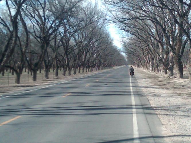 Riding through pecan groves.