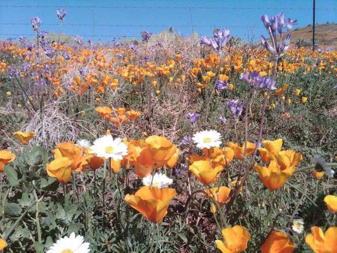 Flowers on the mountainside.